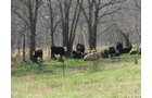Property photo 58 - 137 Acres in 2 Tracts - 64 Tillable Acres, Potential Building Sites, Hunting